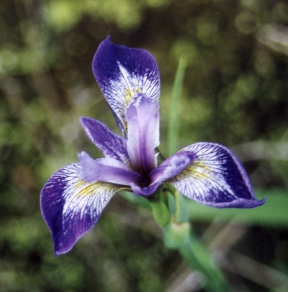 ../Images/Iris - Blue & White close-up.jpg